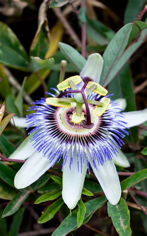 Passion Flower